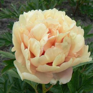Paeonia itoh 'Canary Brilliants'