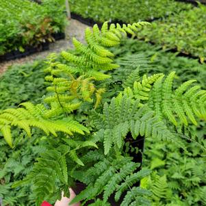 Dryopteris wallichiana 'Hollasic'