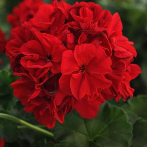 Pelargonium hortorum 'TOSTD0342'