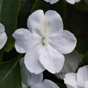 Impatiens walleriana 'PAS1357832'