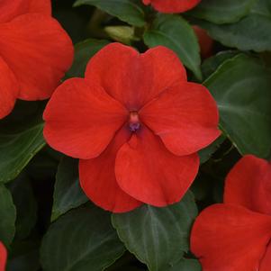 Impatiens walleriana 'PAS1413665'