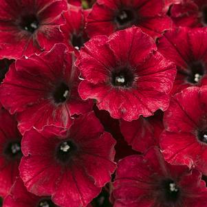 Petunia hybrid 'USTUN3003'