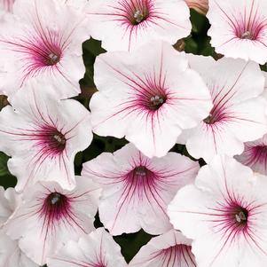 Petunia hybrid 'USTUN160-01M'