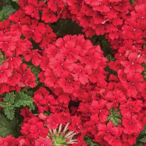 Verbena hybrid 'RIKAV44101'