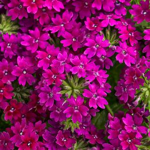 Verbena hybrid 'RIKAV14704'