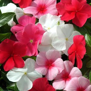 Catharanthus roseus 