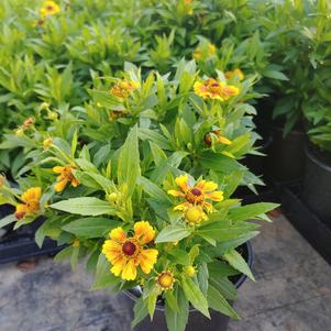 Helenium autumnale 'Balsaleumb'