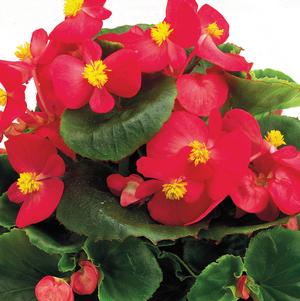 Begonia semperflorens 