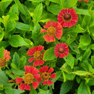 Helenium autumnale 'Salsa'