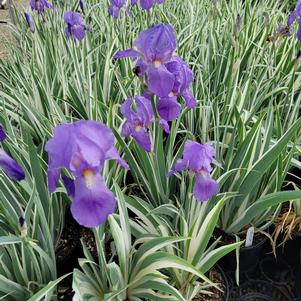 Iris pallida 