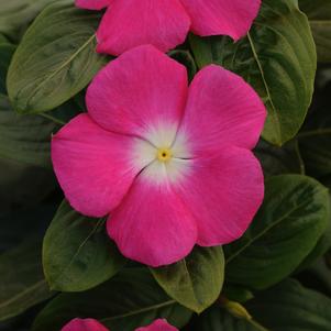 Catharanthus roseus 'PAS951117'