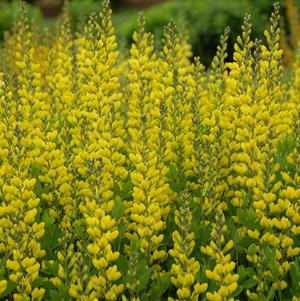 Baptisia australis 'American Goldfinch'