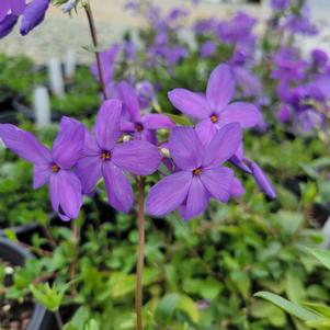 Phlox divaricata 'Sherwood Purple'