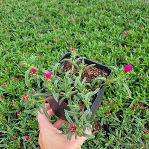 Delosperma x wittrockiana 'T1873'