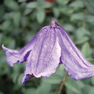 Clematis integrifolia 'Blue Boy'