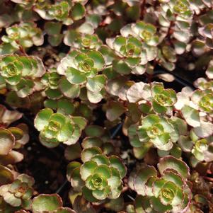 Sedum spurium 'Dragon's Blood'