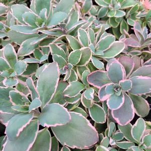 Sedum hybrida 'Razzleberry'