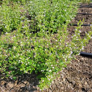 Calamintha nepeta ssp. Nepeta 