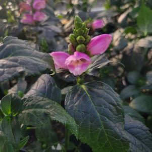 Chelone obliqua 'Armitpp02'