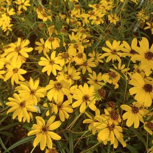 Helianthus salicifolius 'Autumn Gold'