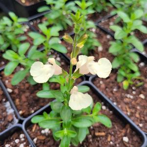 Salvia greggii 'Balmircemi'