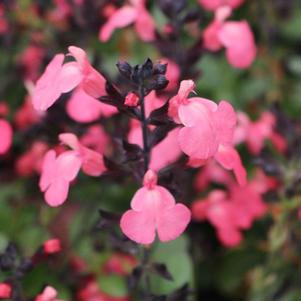 Salvia greggii 'Balmirsal'