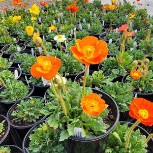 Papaver nudicaule 'Garden Gnome Mix'