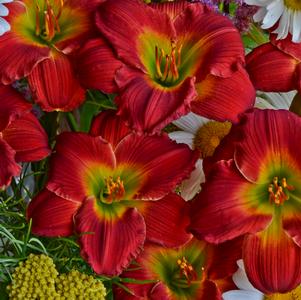 Hemerocallis x 'Red Hot Returns'