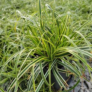 Carex x hybrida 'ET CRX010'