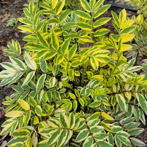 Polemonium pulcherrimum 'Golden Feathers'