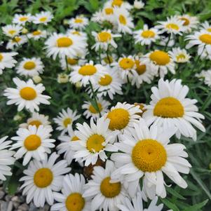 Leucanthemum x superbum 'White Lion'