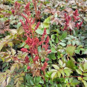 Astilbe chinensis 'Lowlands Ruby Red'