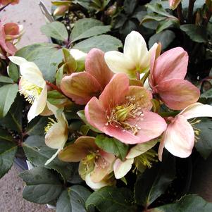 Helleborus x ericsmithii 'COSEH 730'