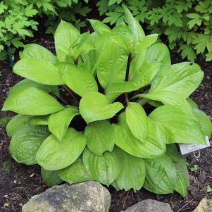 Hosta x 'Lemon Snap'