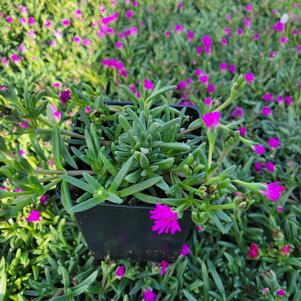 Delosperma x wittrockiana 'T1854'