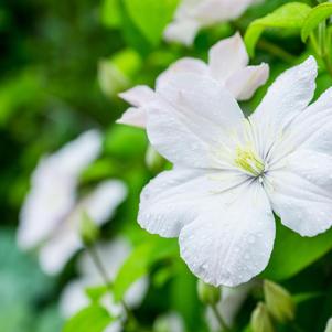 Clematis x 'Madame le Coultre'