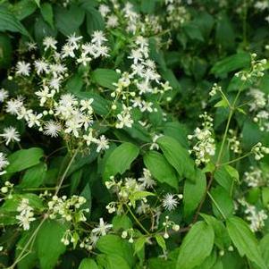 Clematis virginiana 