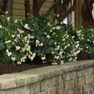 Begonia x hyrbrida 'PAS1484340'