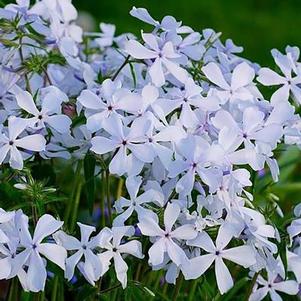 Phlox divaricata 'May Breeze'