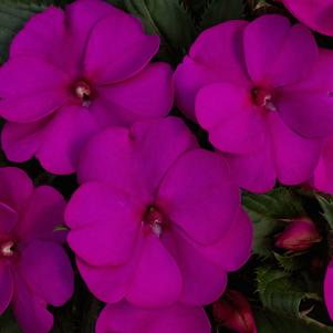 Impatiens x hybrida 'SAKIMP044'