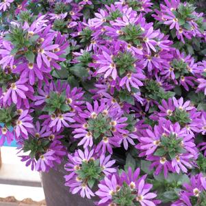 Scaevola hyrbid 'Surdiva® Purple'