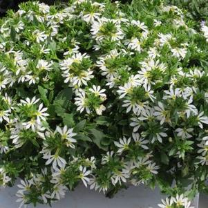 Scaevola hyrbid 'Surdiva® White'