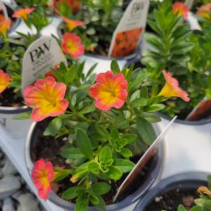 Calibrachoa hybrida 'BBCAL9900'