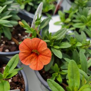 Calibrachoa hybrida 'BBCAL9901'