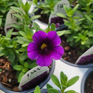 Calibrachoa hybrida 'JGCAL09404'