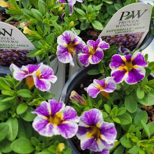 Calibrachoa hybrida 'BBCAL85805'