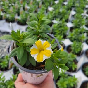 Calibrachoa hybrida 'USCAL5302M'