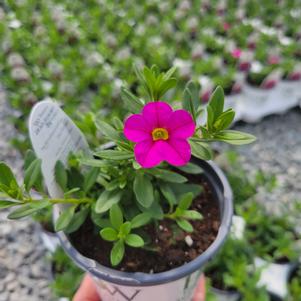 Calibrachoa hybrida 'USCALI11'