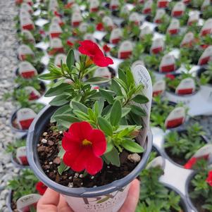 Calibrachoa hybrida 'INCALIMRED'