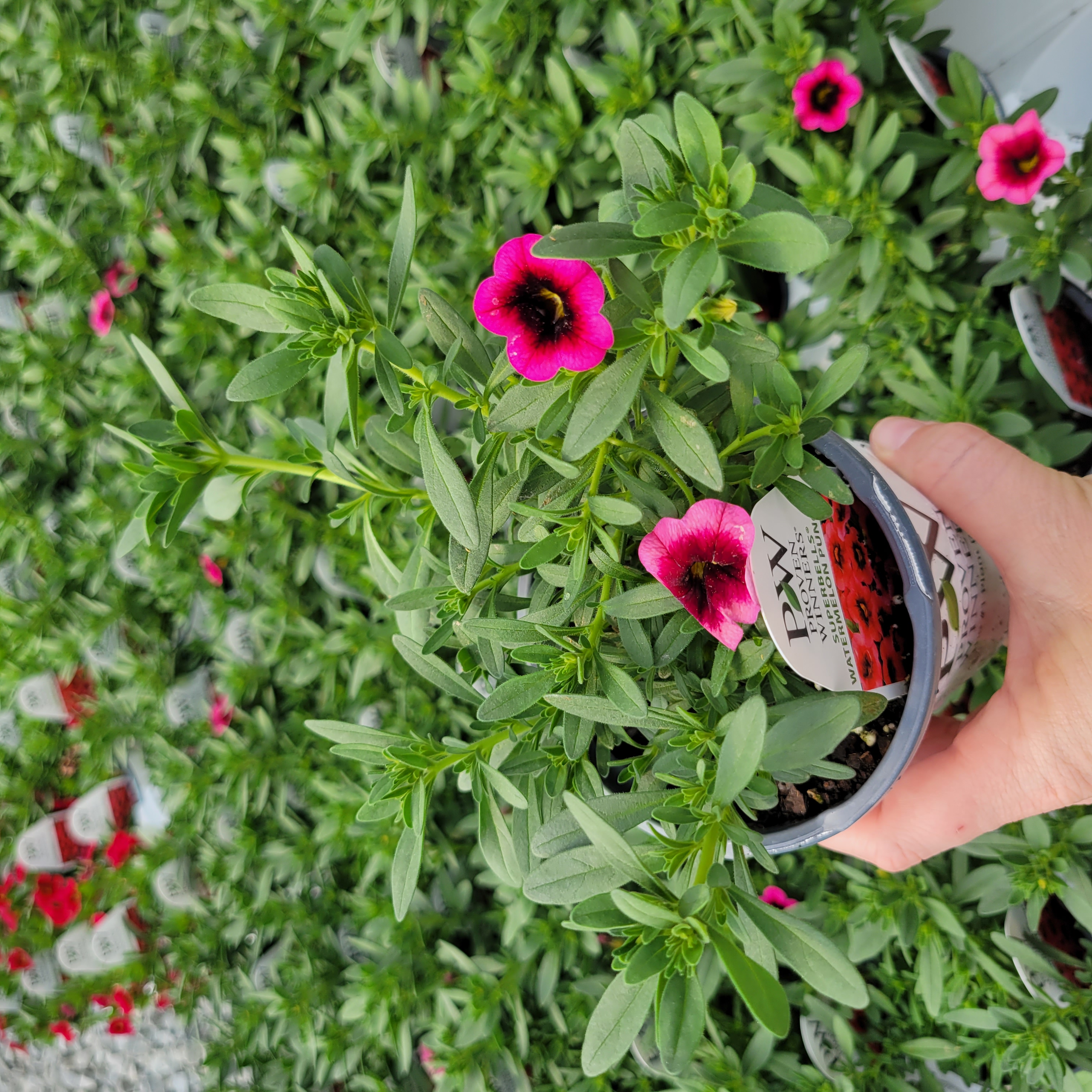 Calibrachoa hybrida 'BBCAL82402'